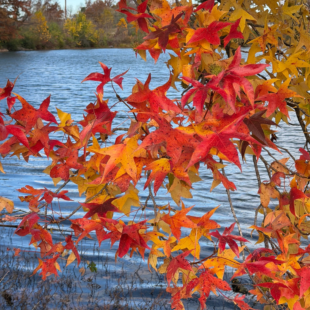 Liquidambar styraciflua (Sweetgum)