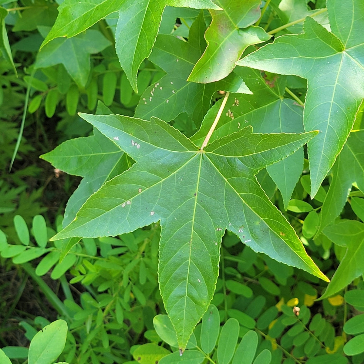 Liquidambar styraciflua (Sweetgum)