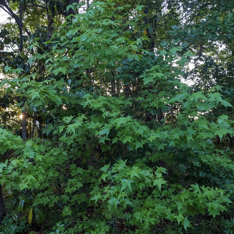 Liquidambar styraciflua (Sweetgum)