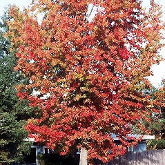 Liquidambar styraciflua (Sweetgum)