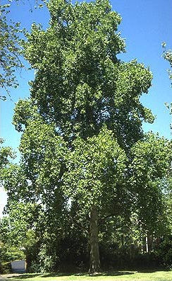 Liriodendron tulipifera (Tulip Poplar)