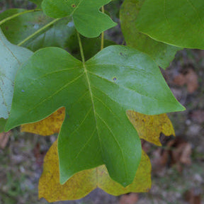 Liriodendron tulipifera (Tulip Poplar)