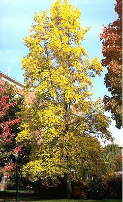 Liriodendron tulipifera (Tulip Poplar)