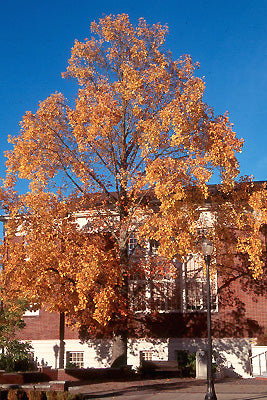 Liriodendron tulipifera (Tulip Poplar)