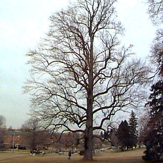 Liriodendron tulipifera (Tulip Poplar)