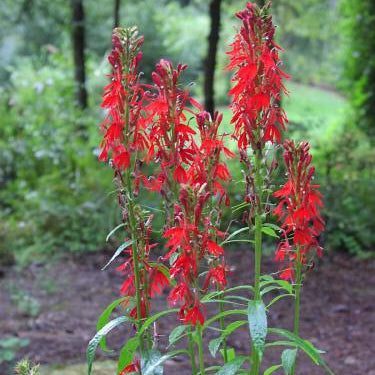 Lobelia cardinalis (Cardinal Flower)
