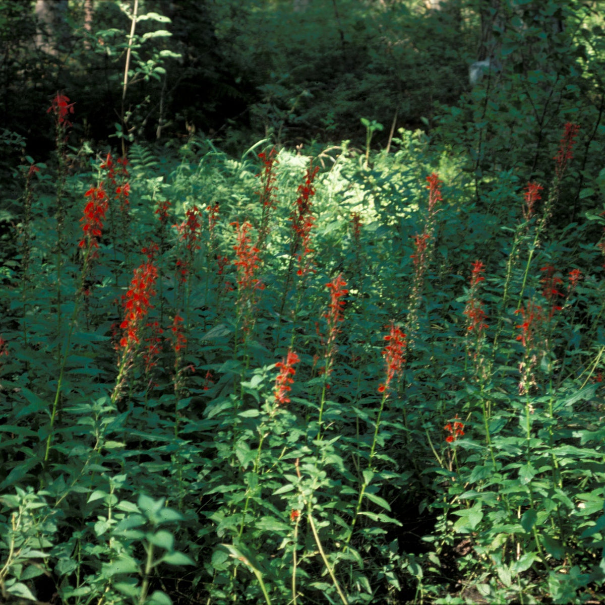 Lobelia cardinalis (Cardinal Flower)