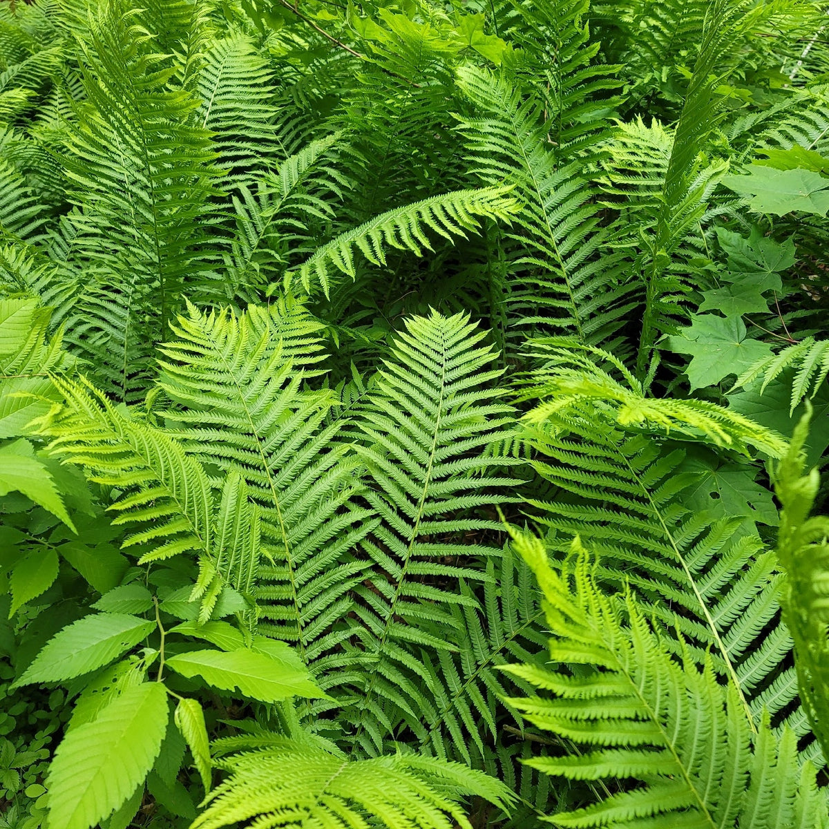 Matteuccia struthiopteris (Ostrich Fern)