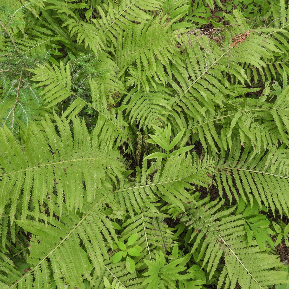 Matteuccia struthiopteris (Ostrich Fern)