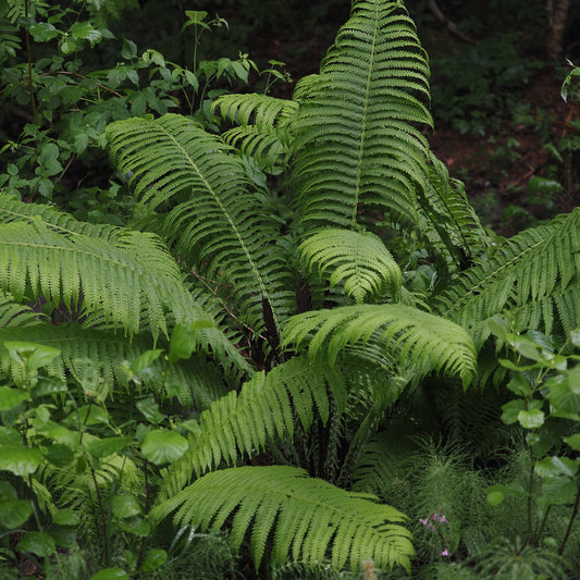 Matteuccia struthiopteris (Ostrich Fern)