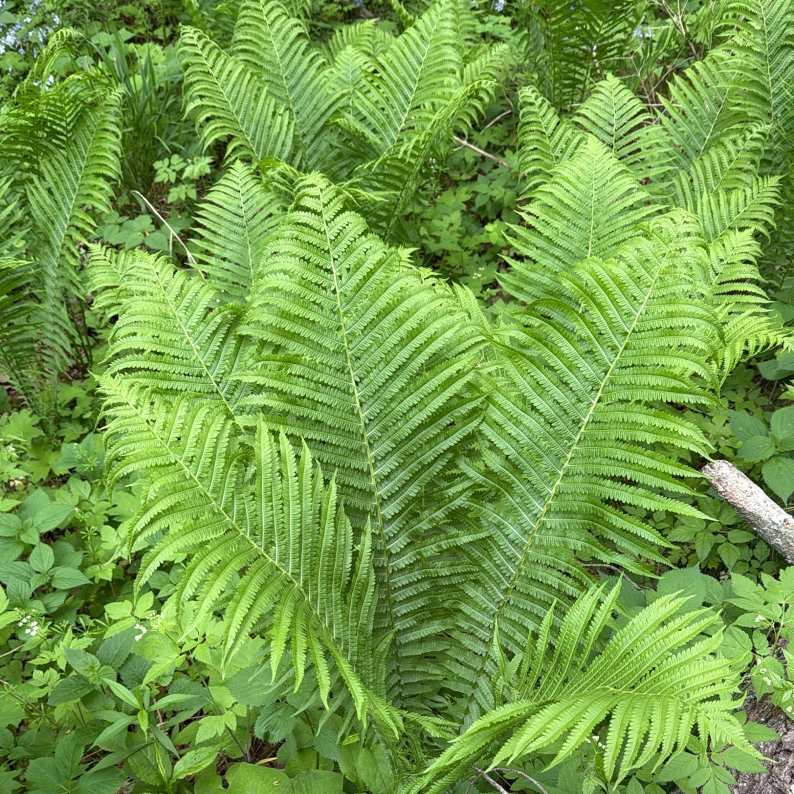 Matteuccia struthiopteris (Ostrich Fern)