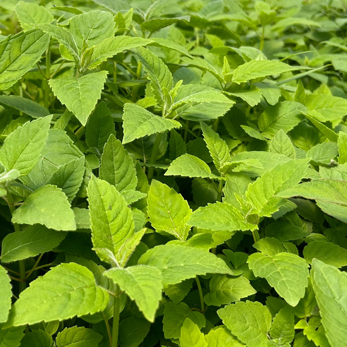 Monarda didyma (Scarlet Beebalm)
