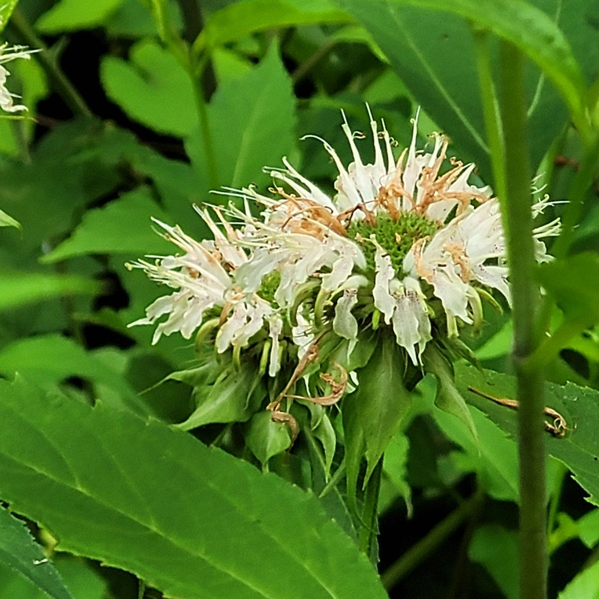Monarda clinopodia (Basil Beebalm)