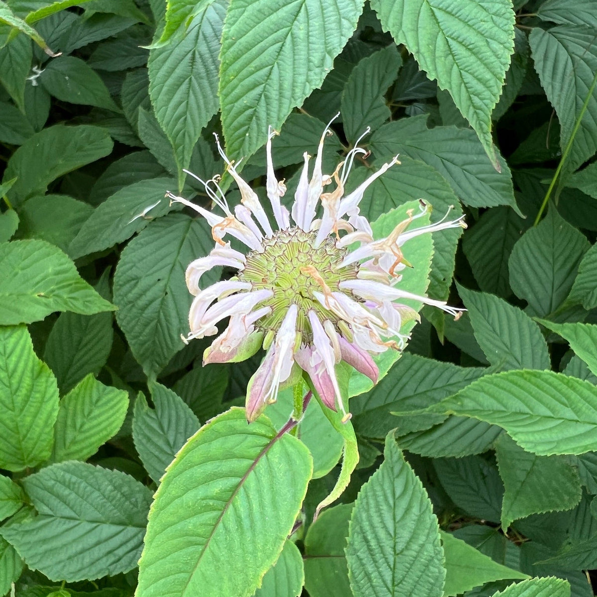 Monarda clinopodia (Basil Beebalm)