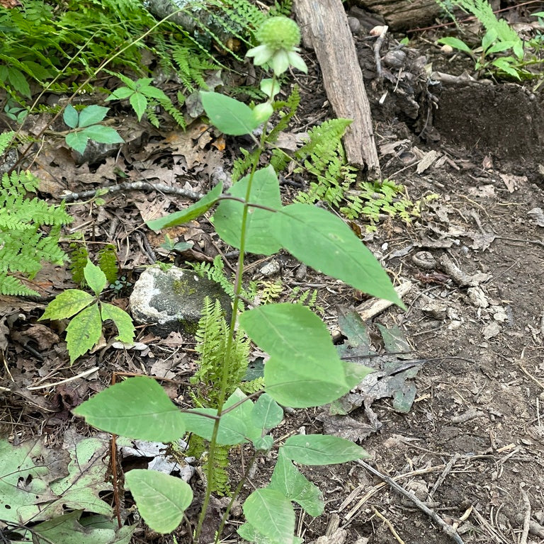 Monarda clinopodia (Basil Beebalm)