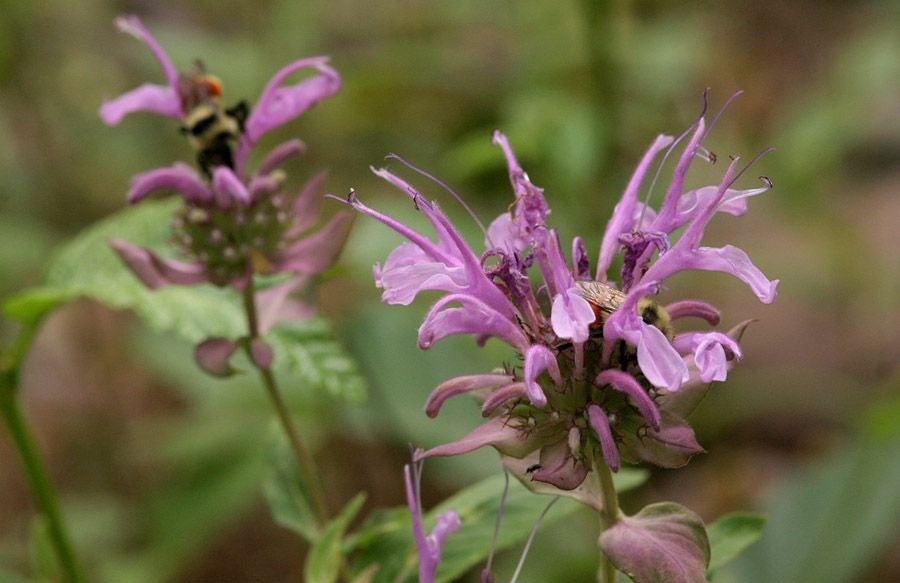 Monarda fistulosa (Wild Bergamot)