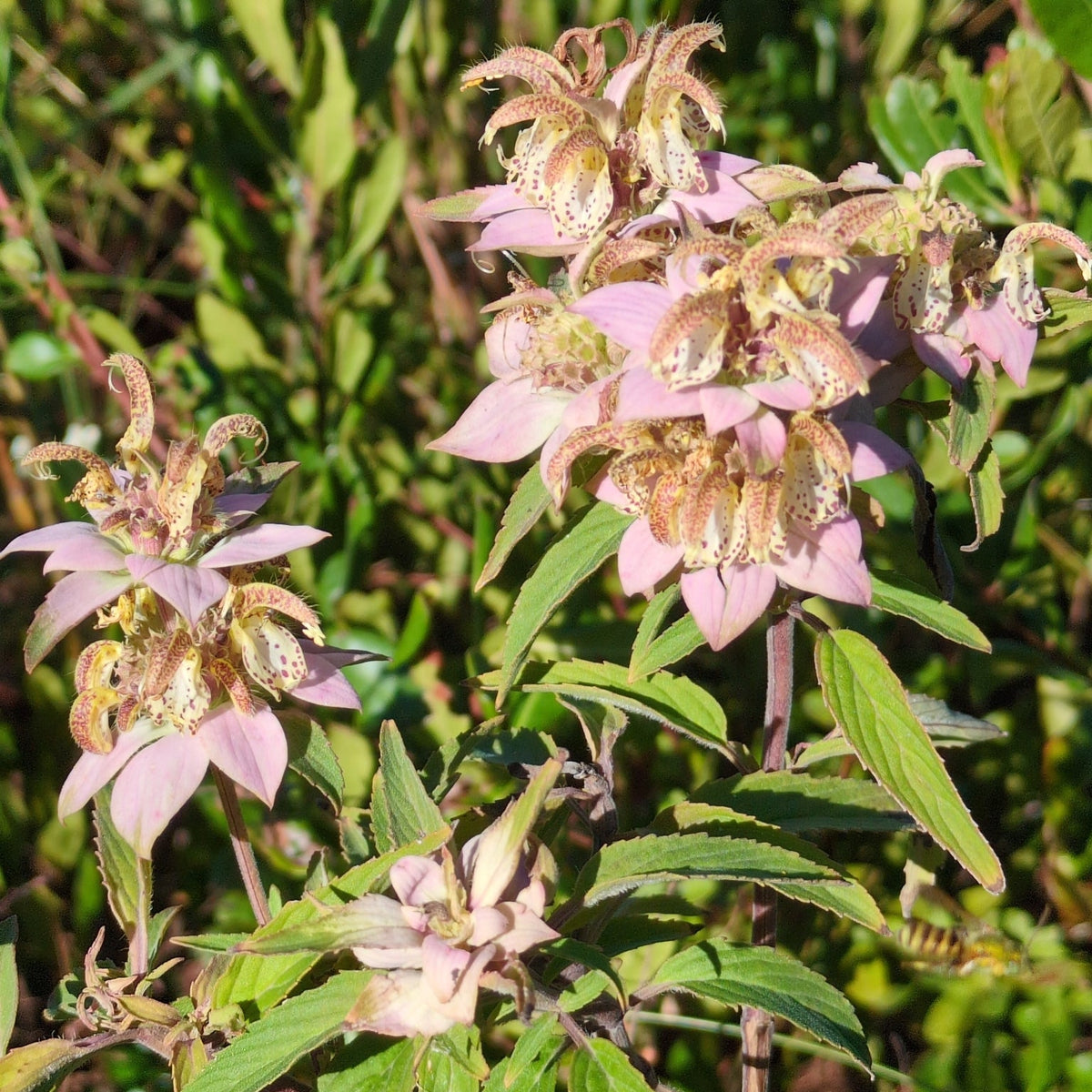 920: Shade Tolerant Upland Mix