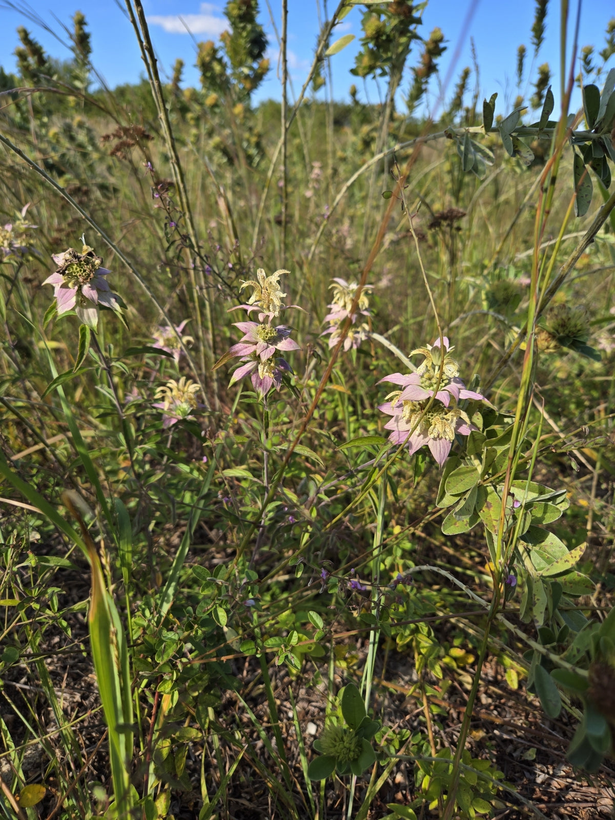 Monarda punctata (Spotted Horsemint)