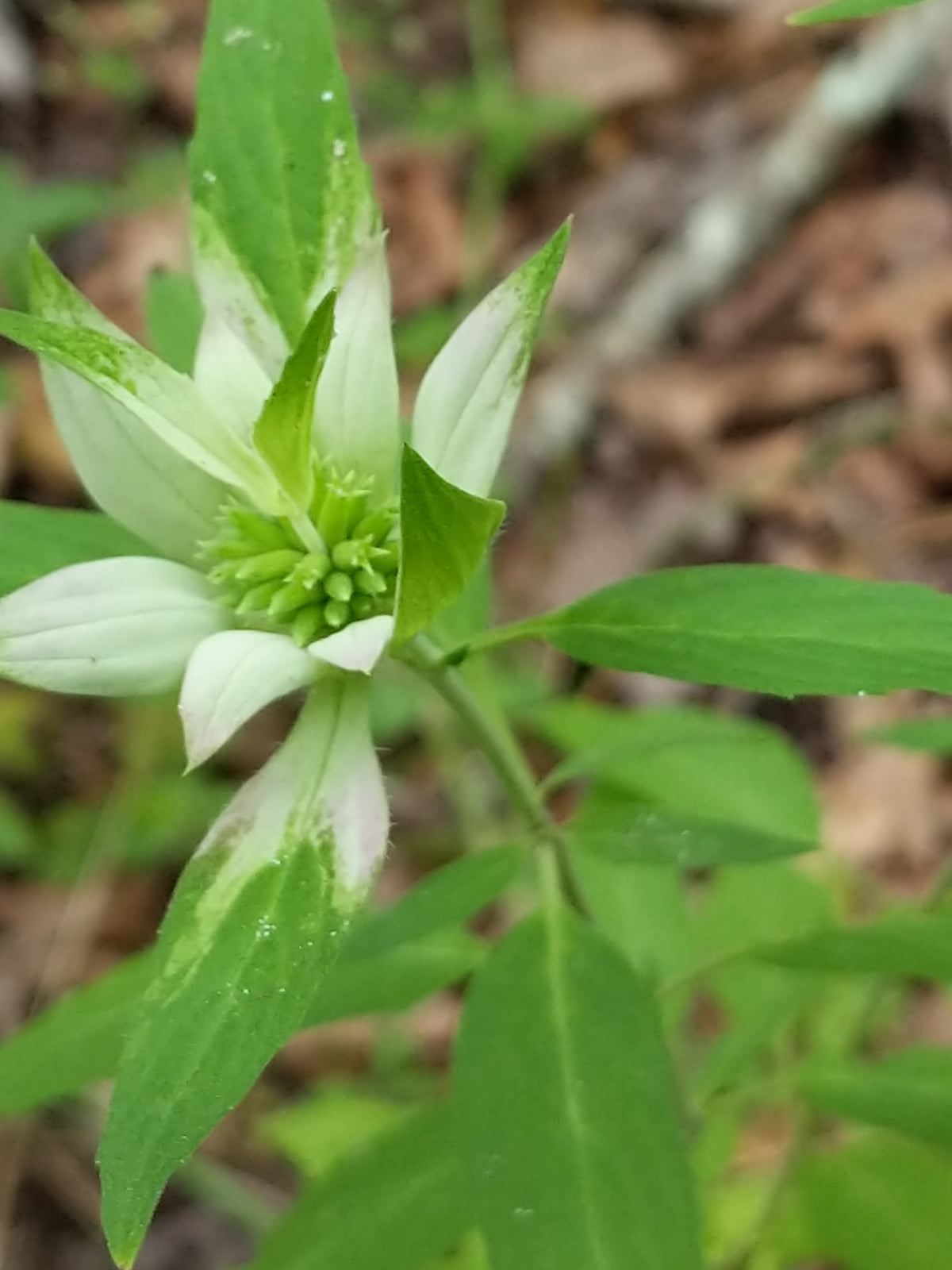 Monarda punctata (Spotted Horsemint)
