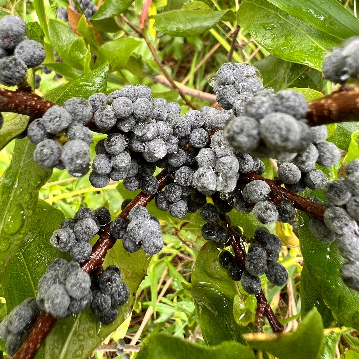 Morella pensylvanica (Northern Bayberry)