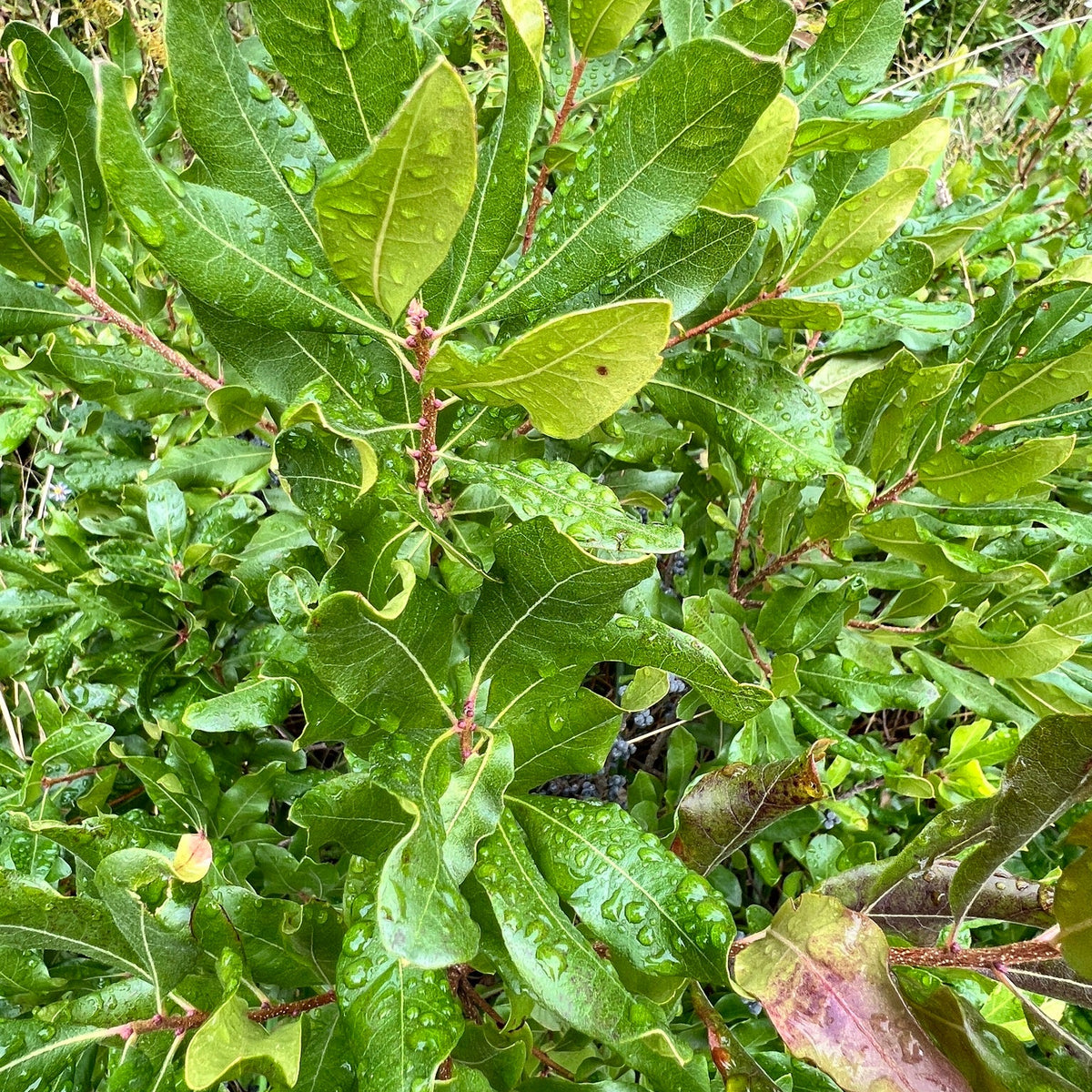 Morella pensylvanica (Northern Bayberry)