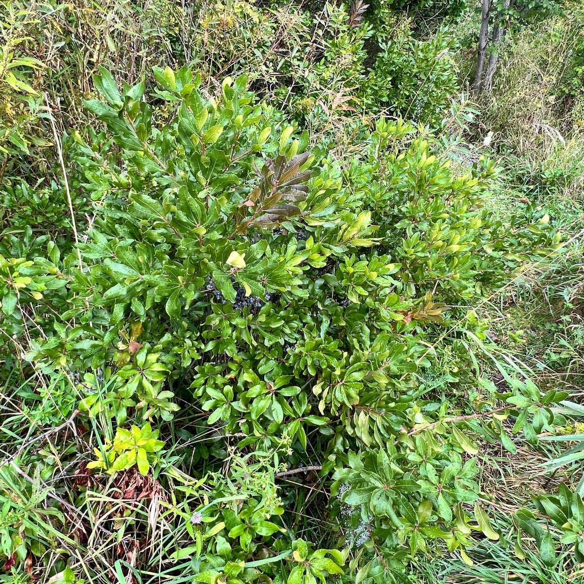 Morella pensylvanica (Northern Bayberry)