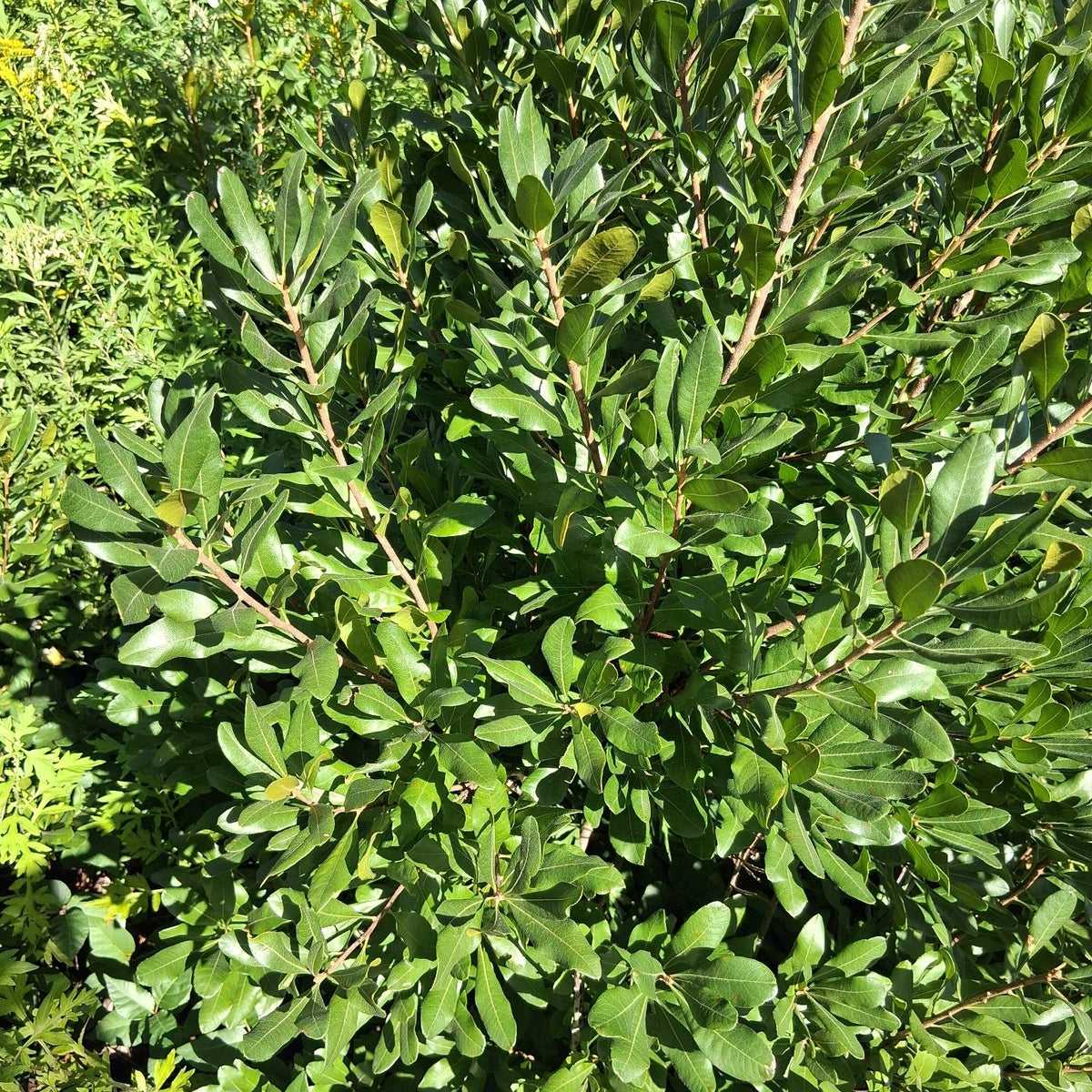 Morella pensylvanica (Northern Bayberry)
