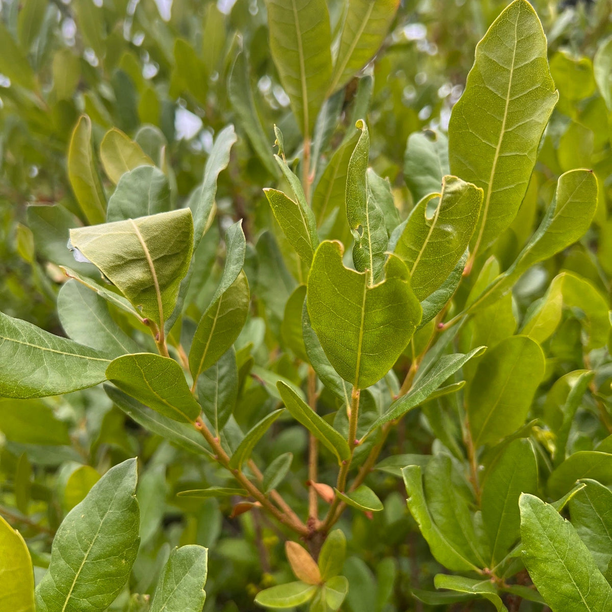 Morella pensylvanica (Northern Bayberry)