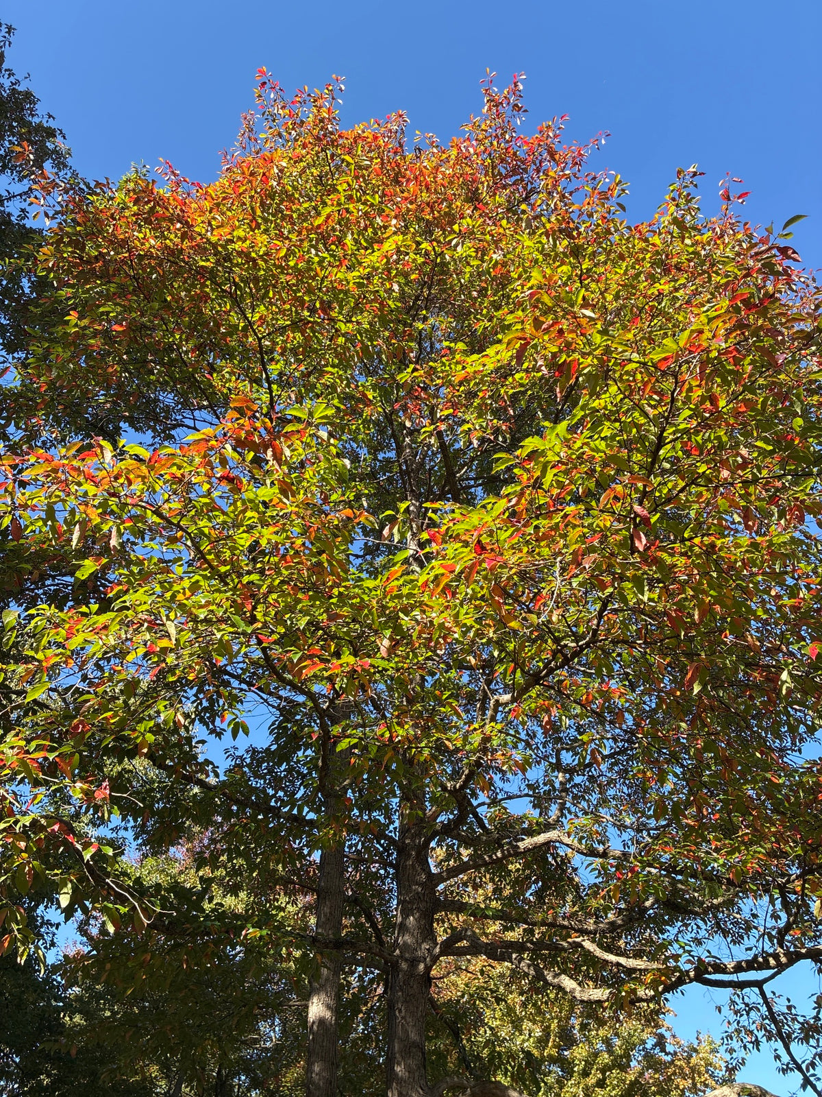Nyssa sylvatica (Black Gum)