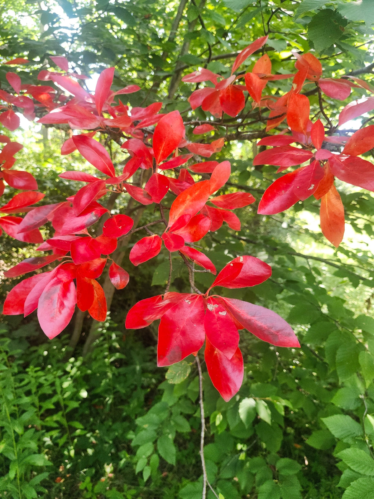 Nyssa sylvatica (Black Gum)