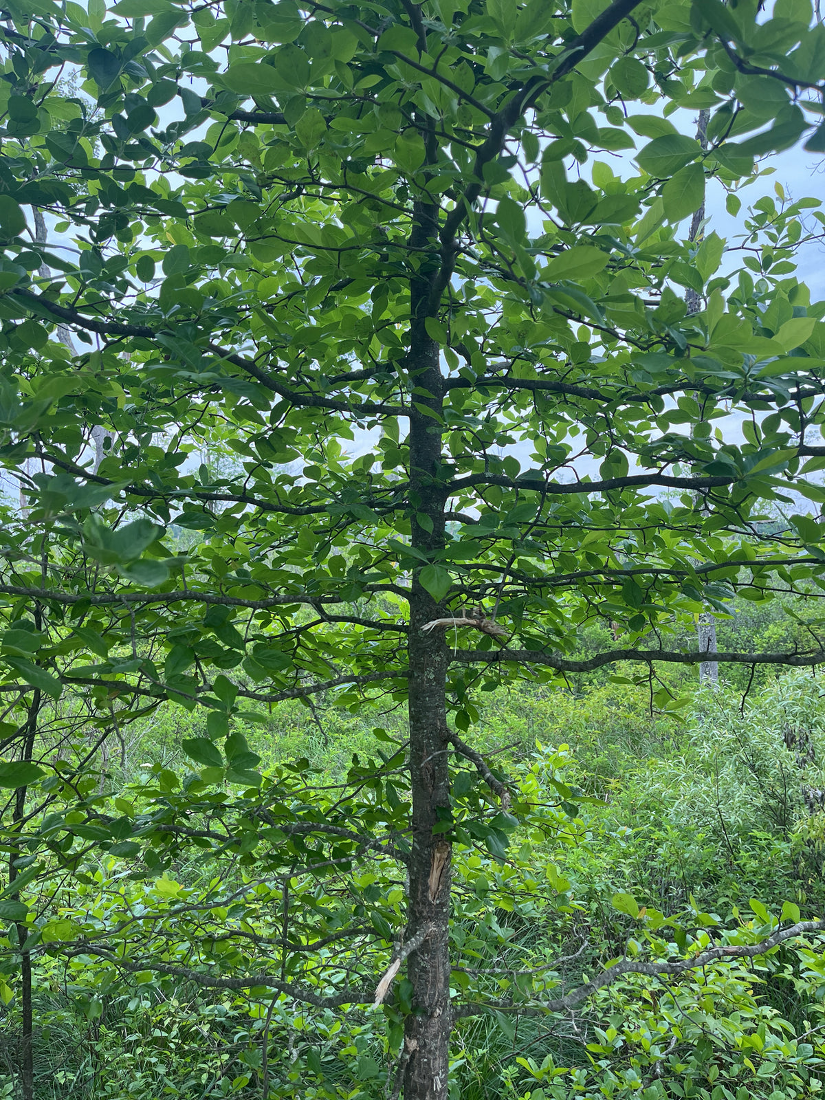 Nyssa sylvatica (Black Gum)