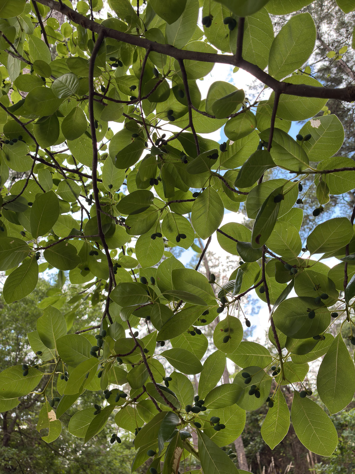 Nyssa sylvatica (Black Gum)