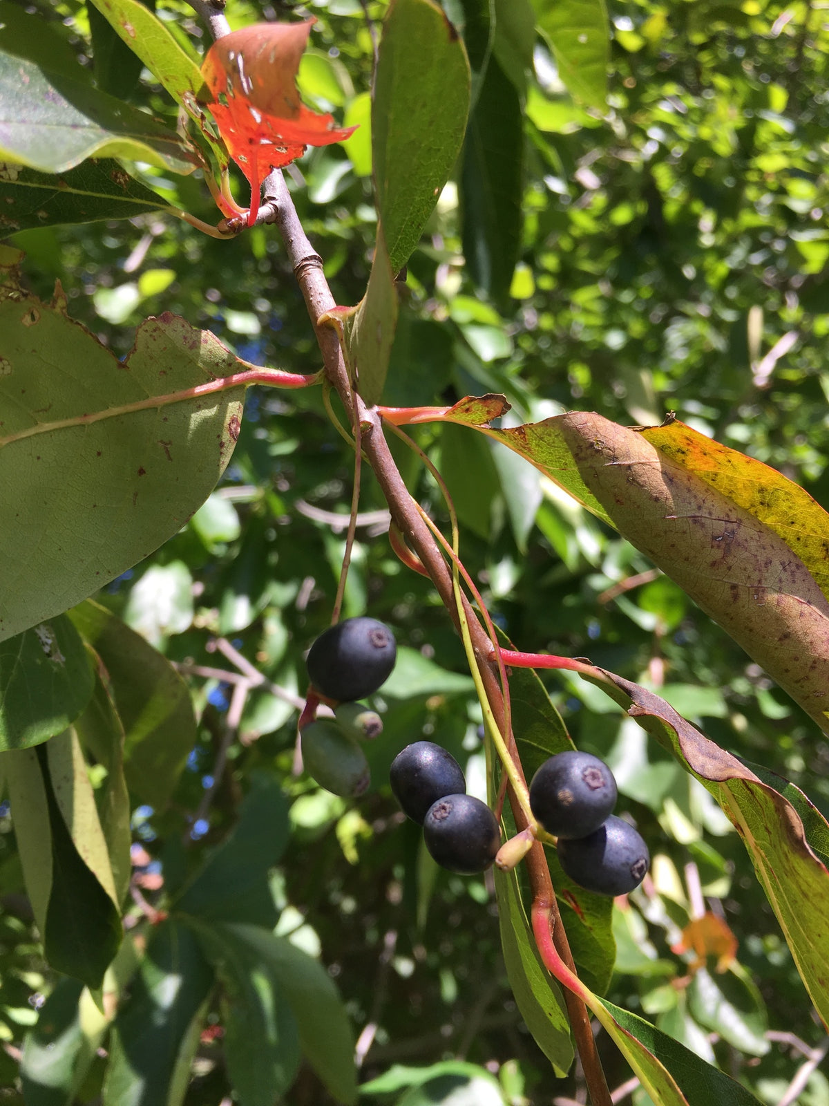 Nyssa sylvatica (Black Gum)