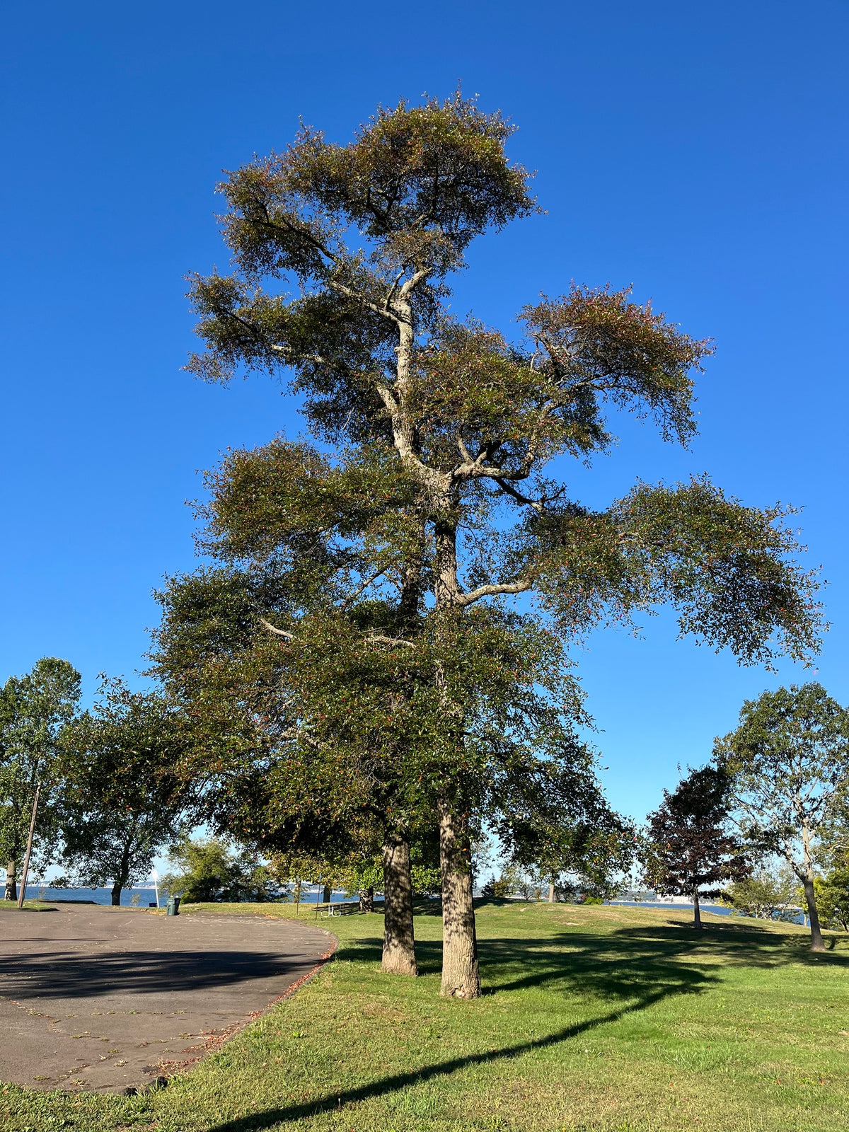 Nyssa sylvatica (Black Gum)