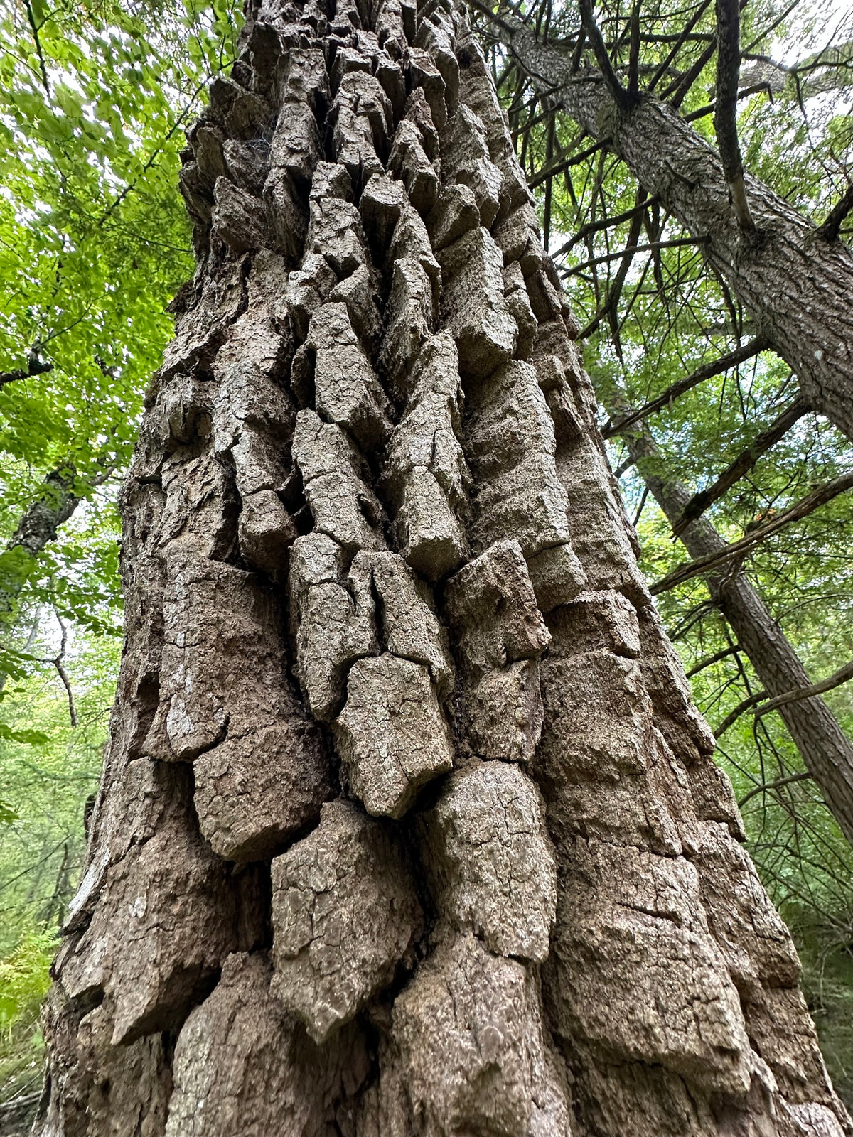 Nyssa sylvatica (Black Gum)