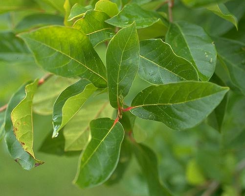 Nyssa sylvatica (Black Gum)