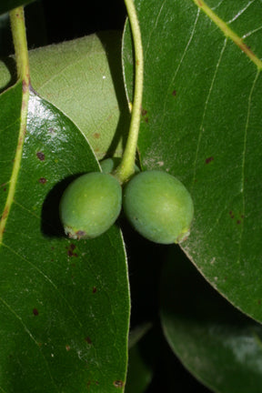 Nyssa sylvatica (Black Gum)
