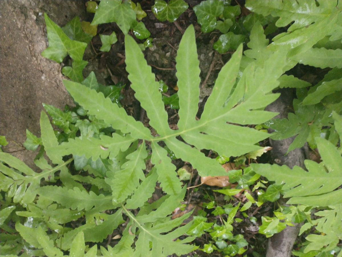 Onoclea sensibilis (Sensitive Fern)
