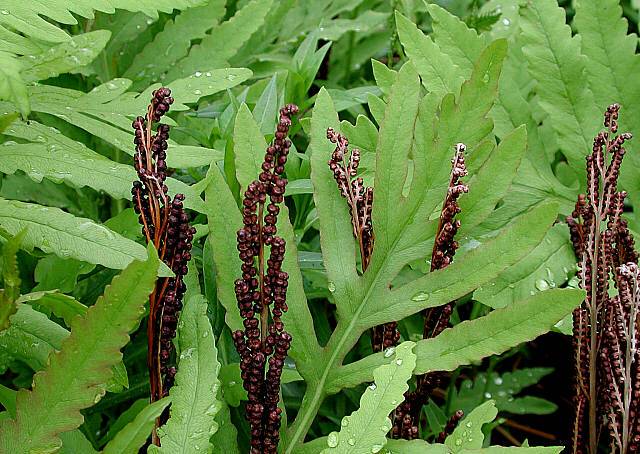 Onoclea sensibilis (Sensitive Fern)