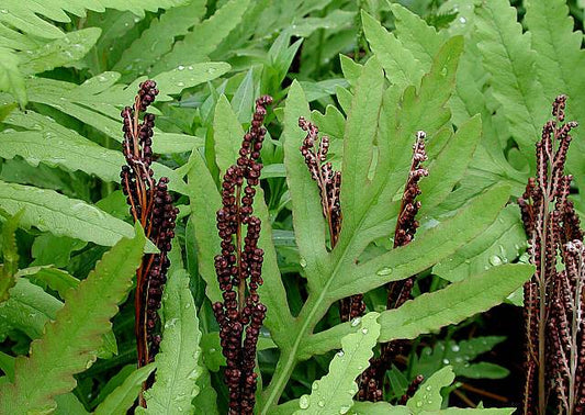 Onoclea sensibilis (Sensitive Fern)