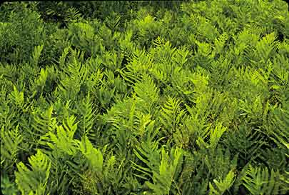 Onoclea sensibilis (Sensitive Fern)