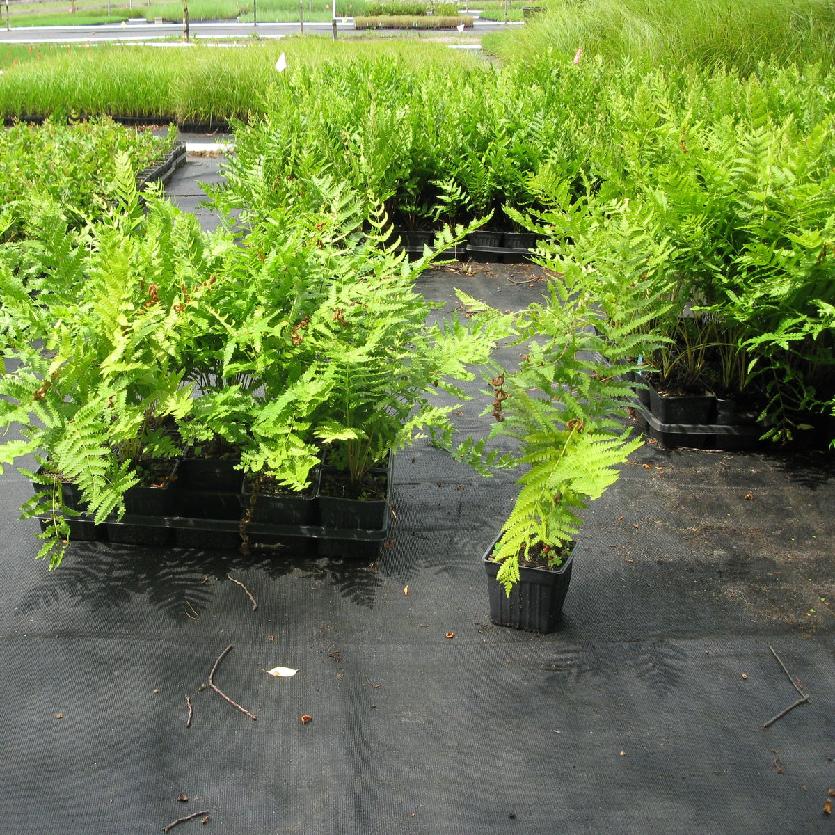 Osmunda cinnamomea (Cinnamon Fern)