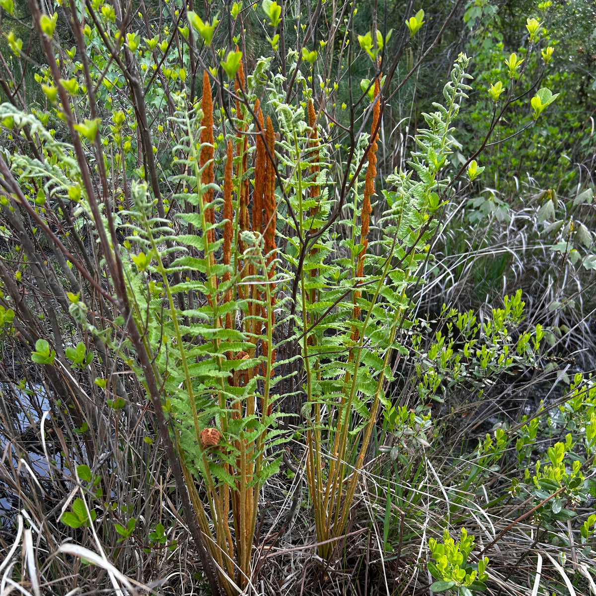 Osmunda cinnamomea (Cinnamon Fern)