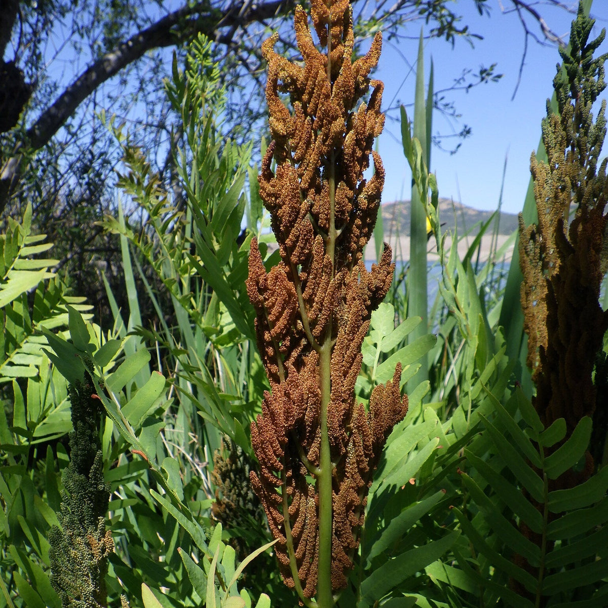 Osmunda regalis (American Royal Fern)