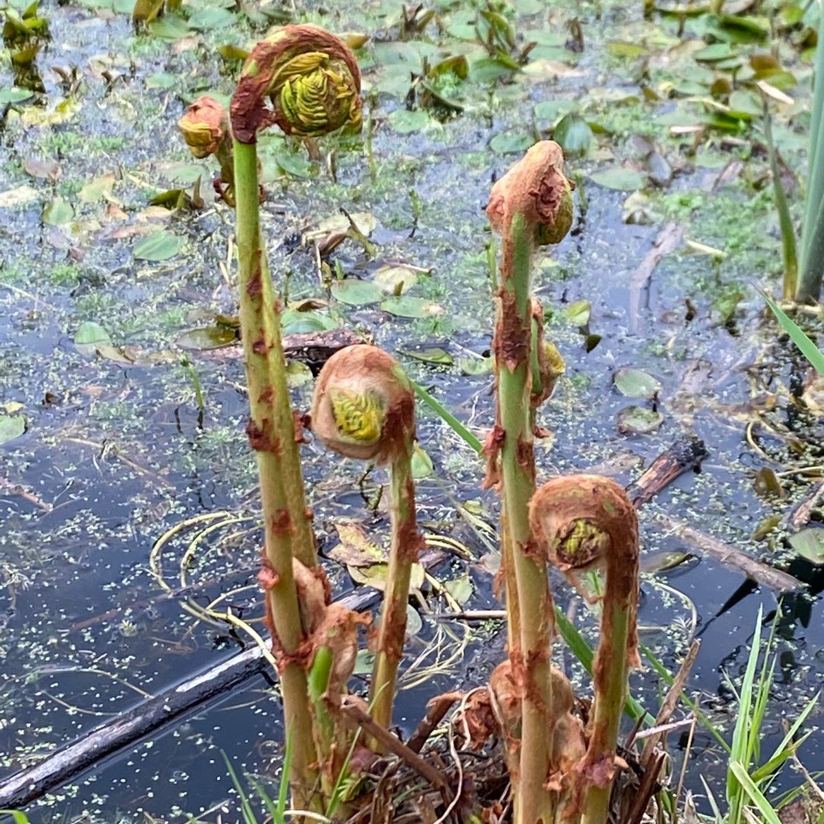 Osmunda regalis (American Royal Fern)