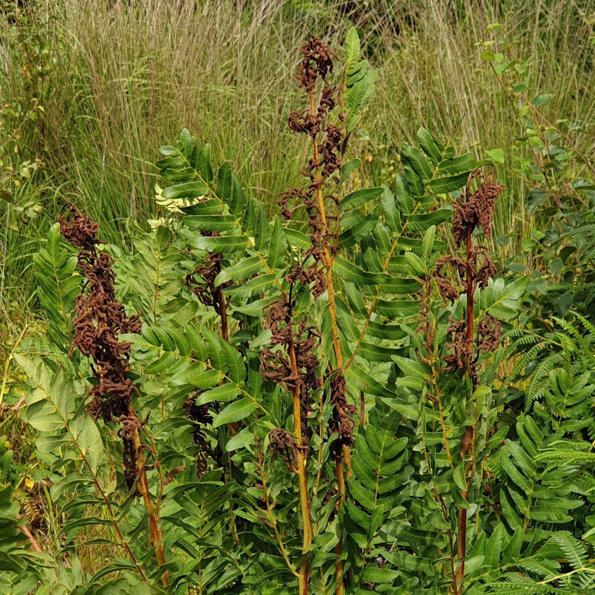 Osmunda regalis (American Royal Fern)