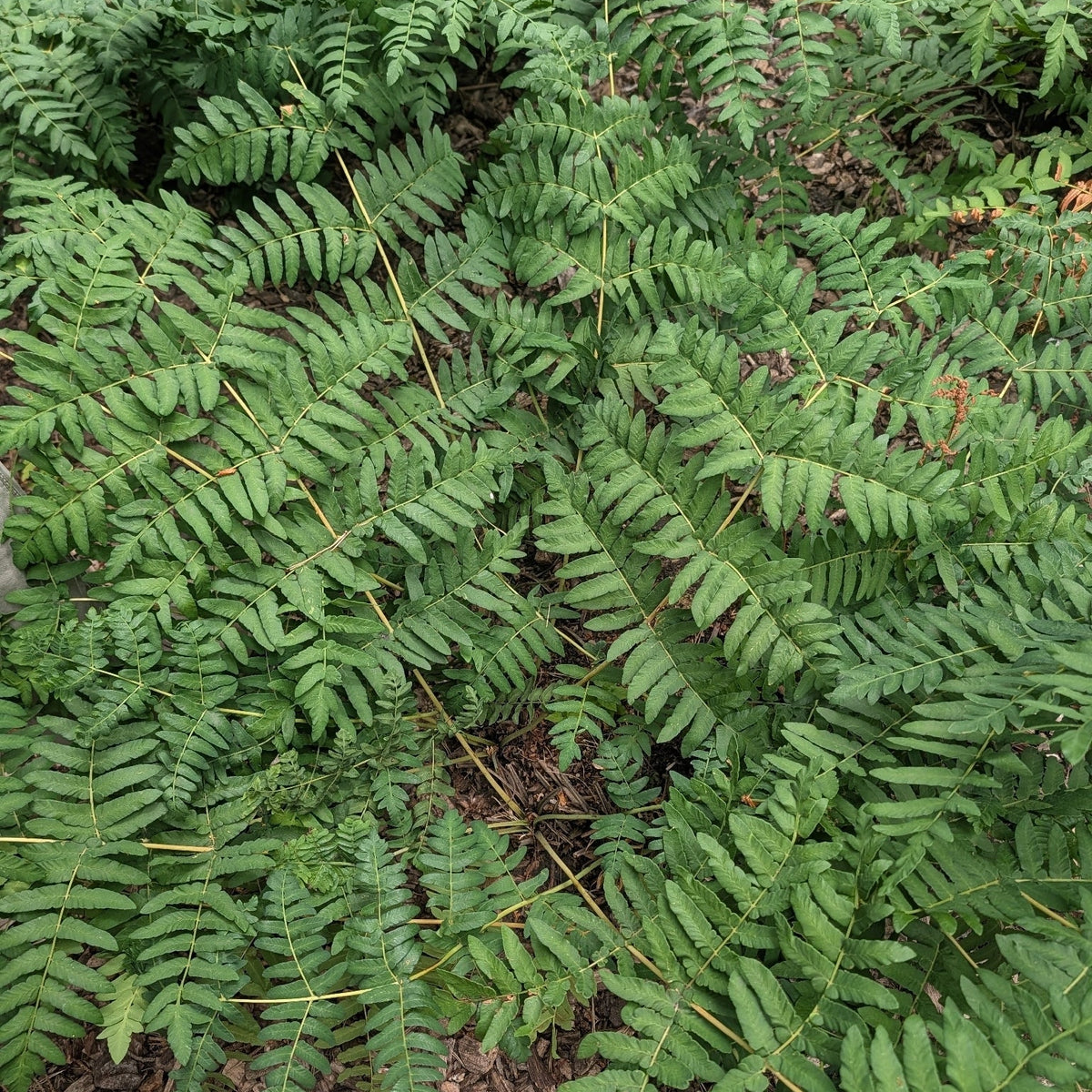 Osmunda regalis (American Royal Fern)