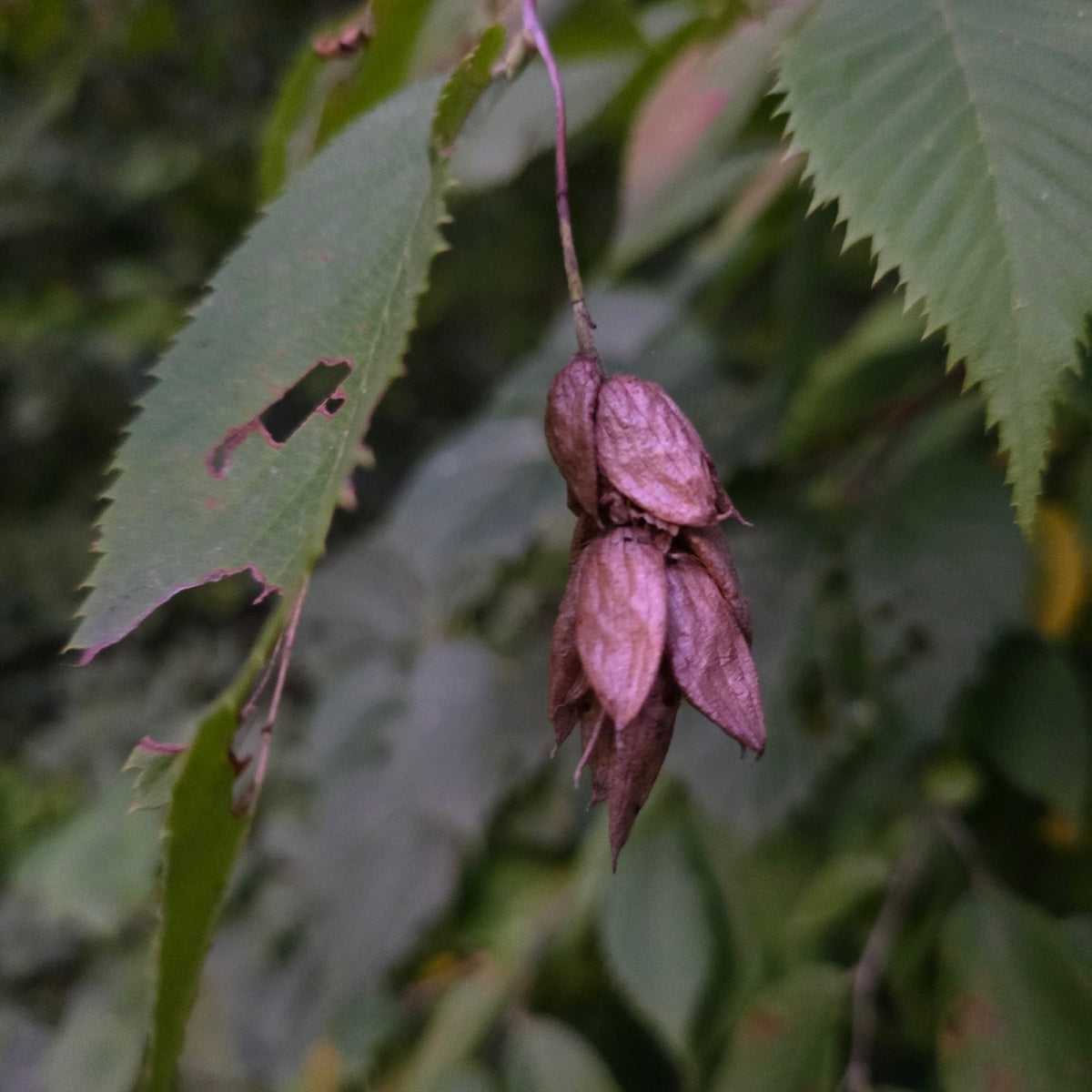 Ostrya virginiana (Hophornbeam)