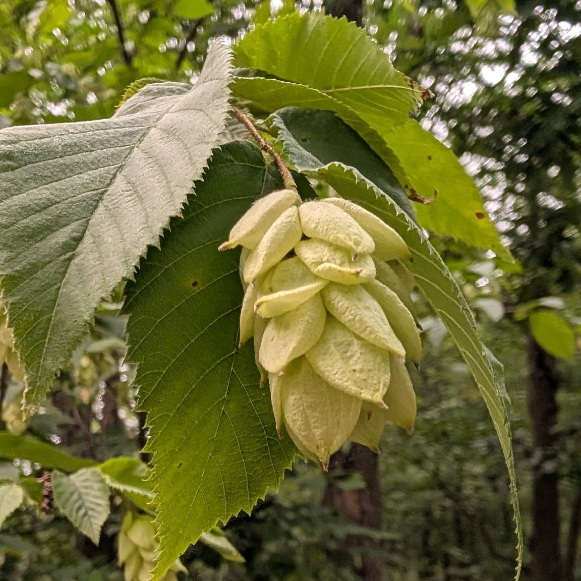 Ostrya virginiana (Hophornbeam)