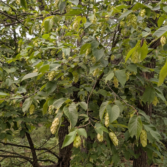 Ostrya virginiana (Hophornbeam)